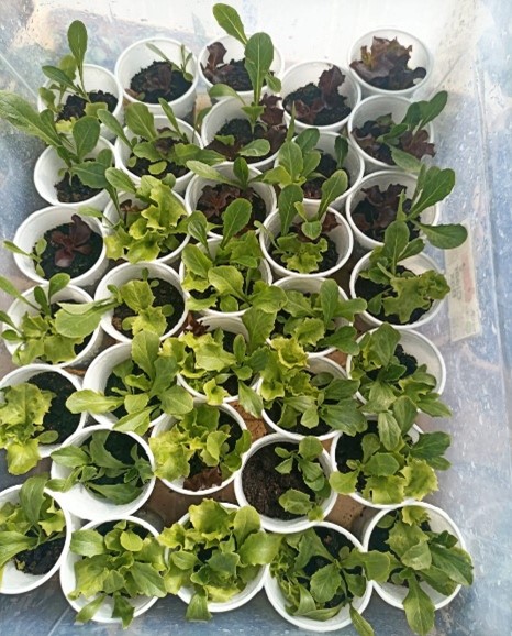 hydroponic cultivation Yemen.jpg